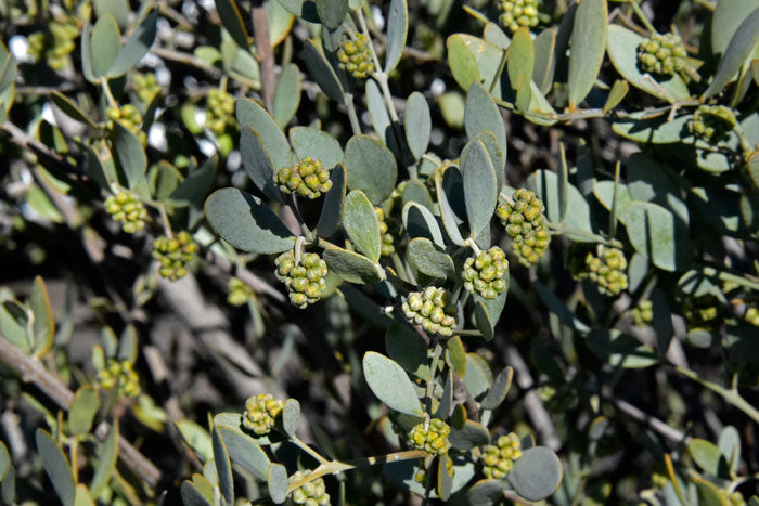 Organic Jojoba Oil