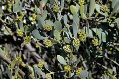 Jojoba Seed Oil