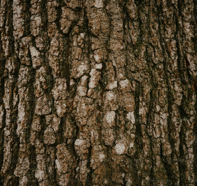 White Oak Bark