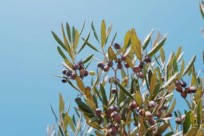 Olive Derived Squalene