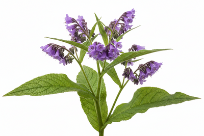 Comfrey