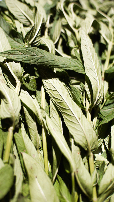 Peppermint Leaves