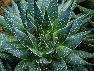 Aloe