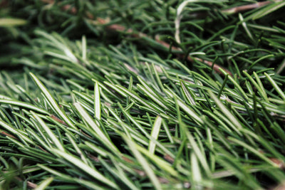 Rosemary Leaf Oil