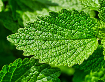 Menthol