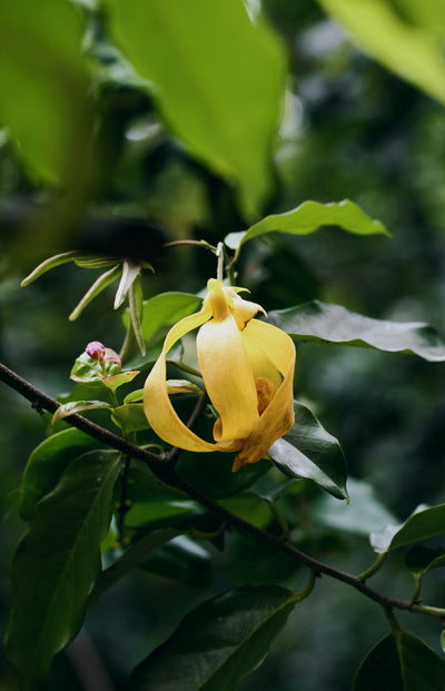 Ylang Ylang Flower Oil