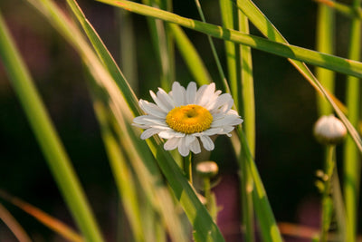 Chamomile Flower Extract
