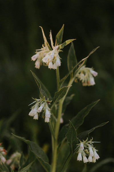 Comfrey