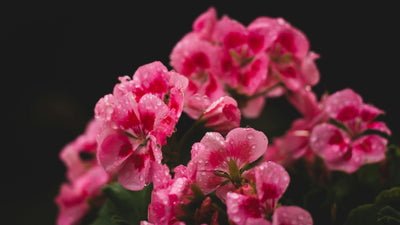 Geranium