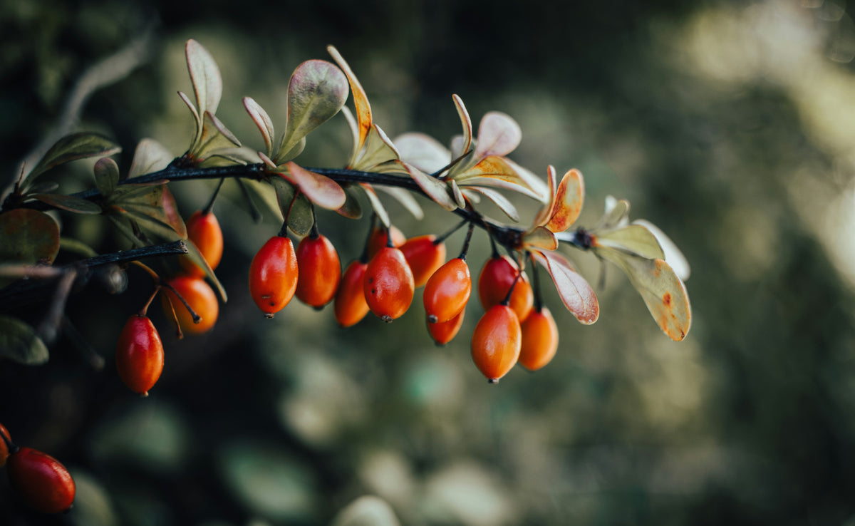 Organic Rosehip Oil