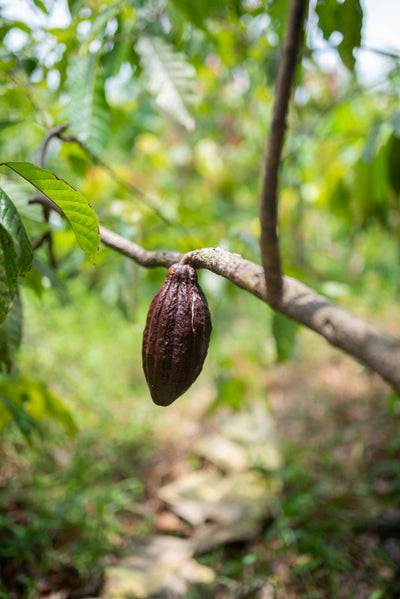 Organic Cocoa Butter
