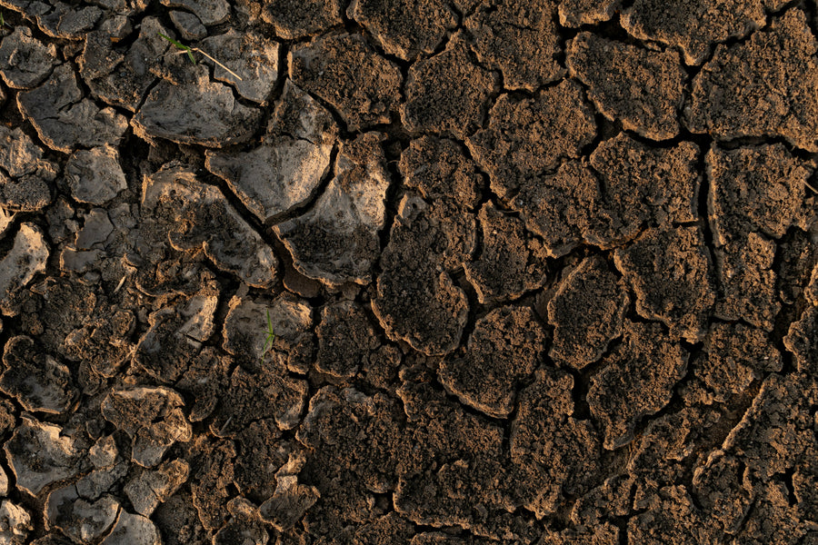 Dry