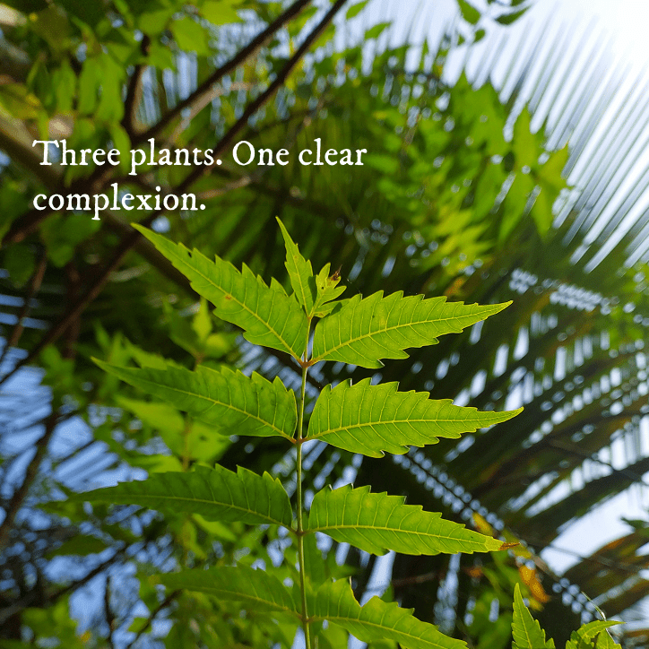 Neem & Tea Tree Clarifying Oil - Face Oil - Cascadia Skincare