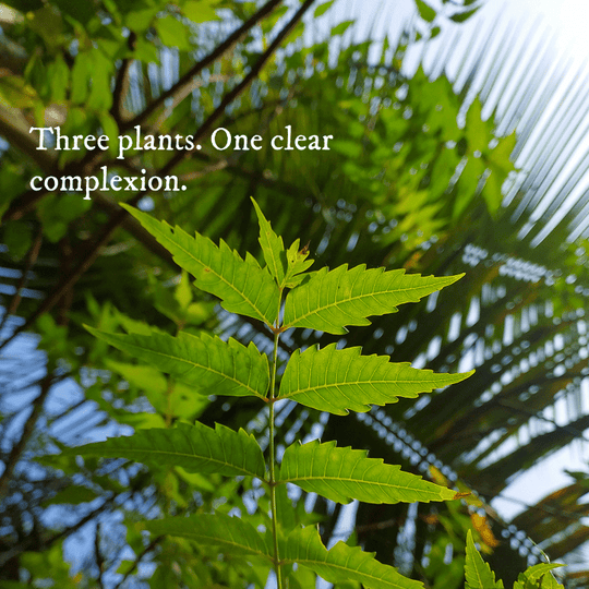 Neem & Tea Tree Clarifying Oil - Face Oil - Cascadia Skincare