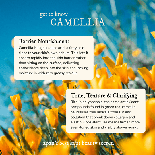 Organic Camellia Oil - Face Oil - Cascadia Skincare
