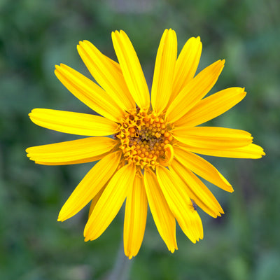 Arnica Extract