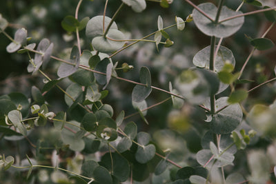 Eucalyptus Oil