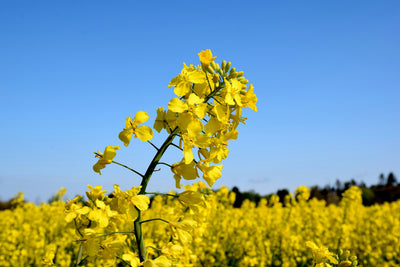 Behentrimonium Methosulfate
