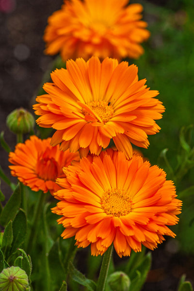Calendula Flower Extract