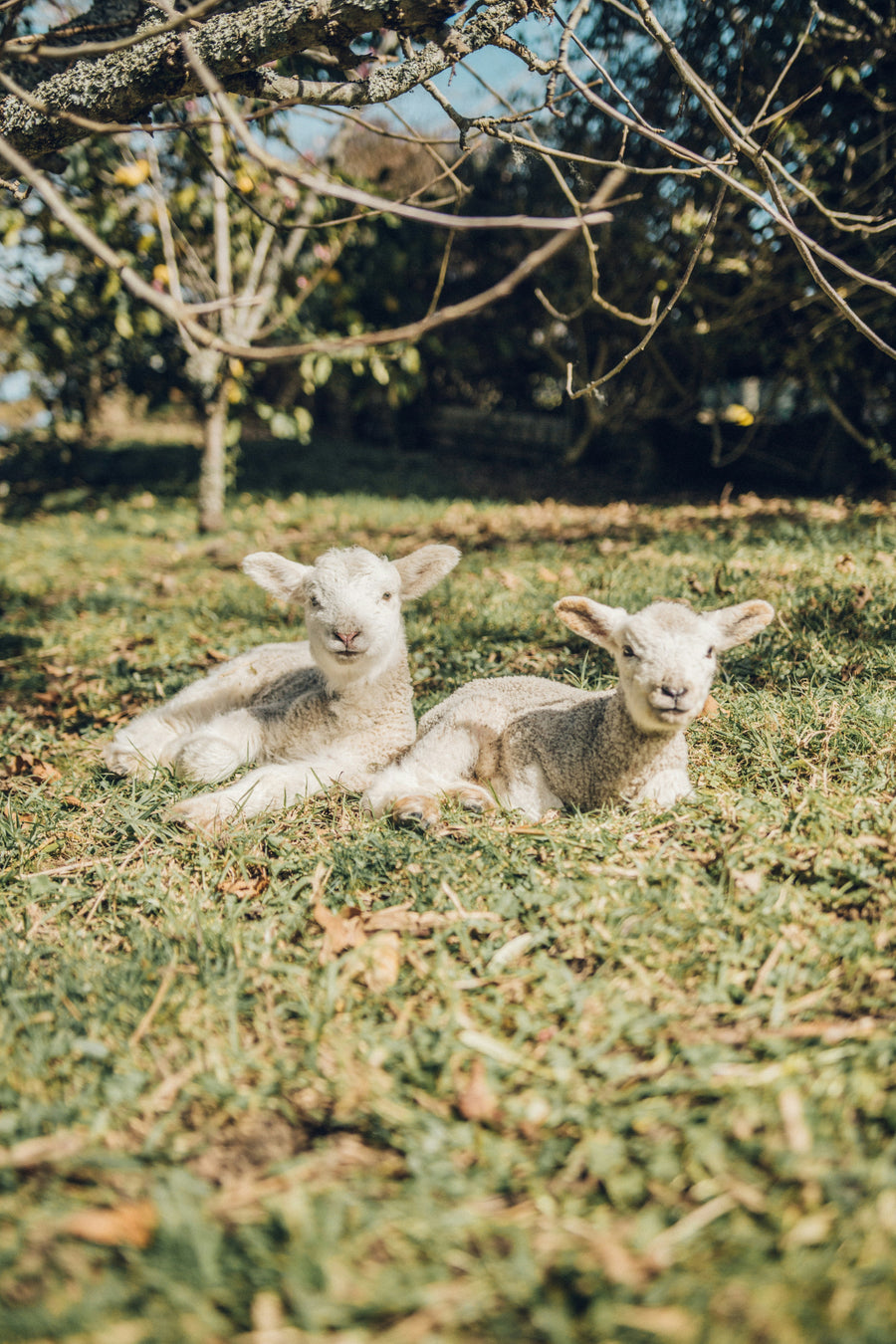 Goat Milk